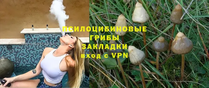 Галлюциногенные грибы GOLDEN TEACHER Западная Двина